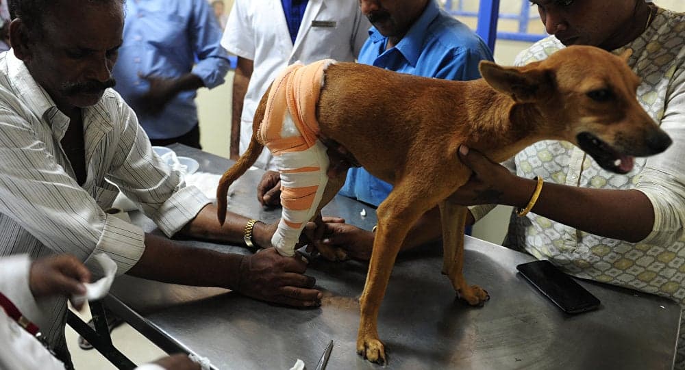 Person helping injured animal